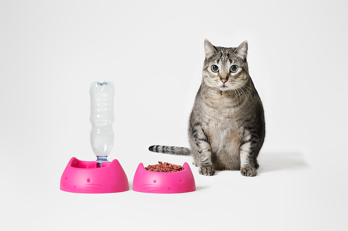 Pet Supplies & Pet，product design，originality，industrial design，