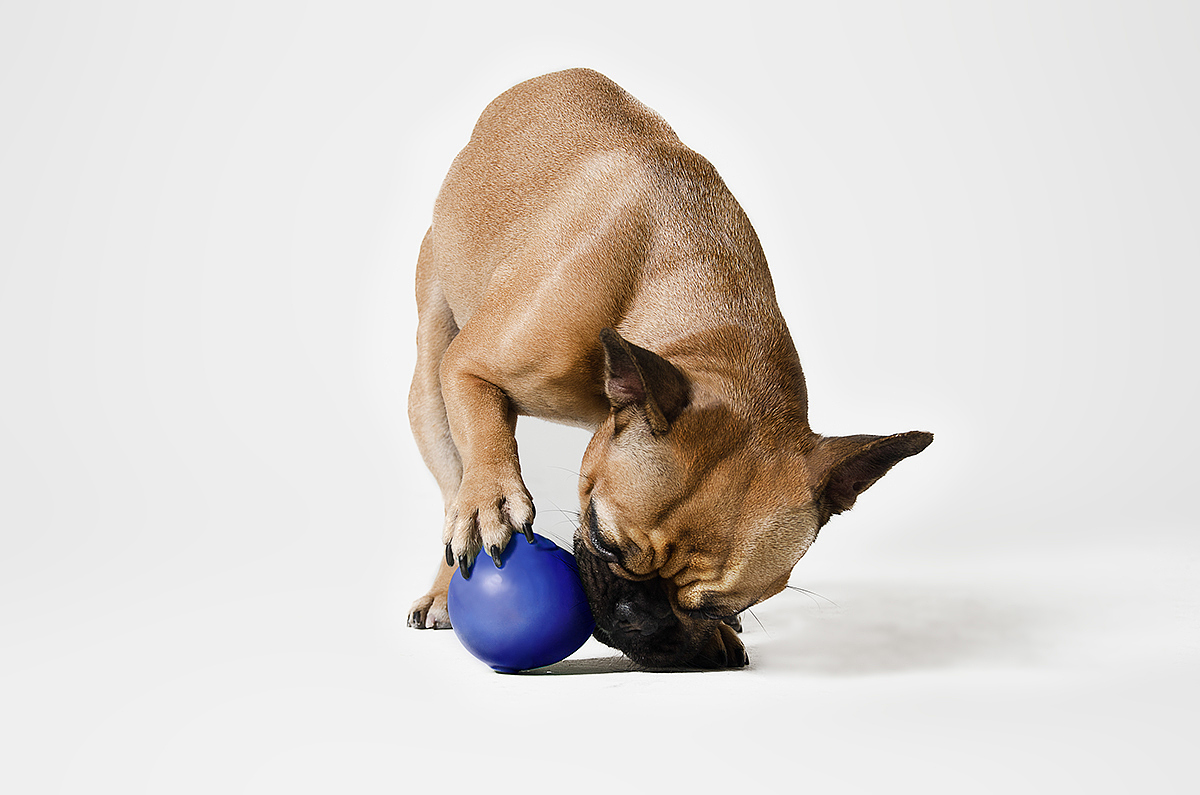Pet Supplies & Pet，product design，originality，industrial design，