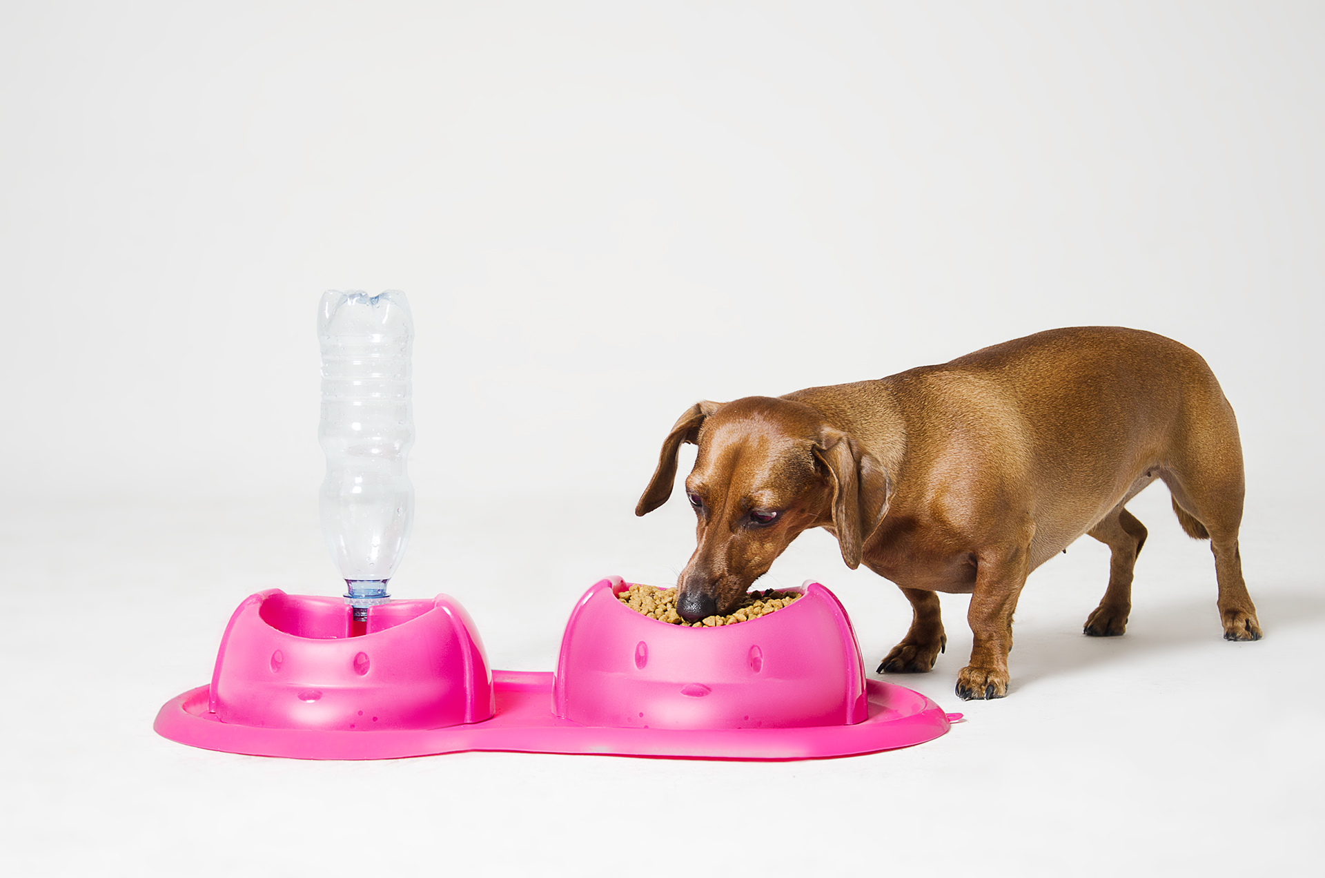 Pet Supplies & Pet，product design，originality，industrial design，