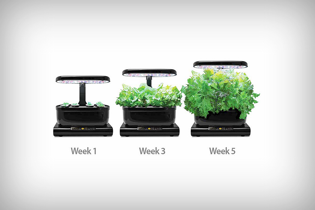 Vegetable farming，product design，