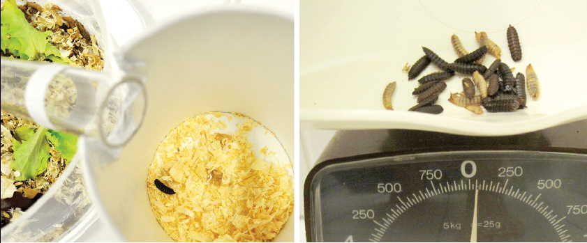 Farm 432，Protein converter，high protein，