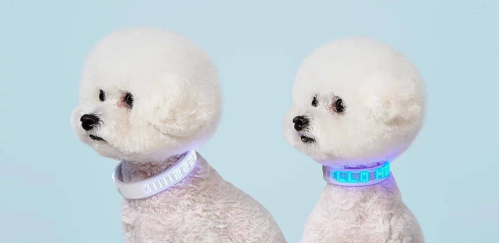 a collar for a horse，Smart pet band，Neo-pop，RFID，chip，