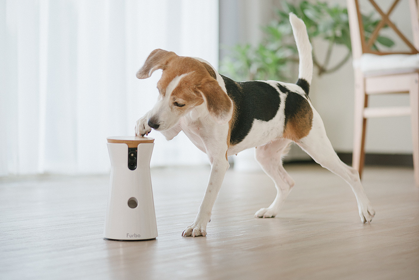 interactive，video camera，Pets，Furbo，Hey!Cheese，