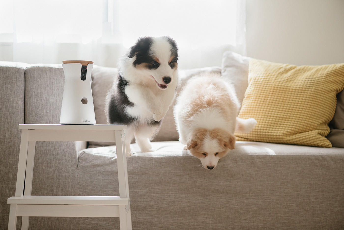 interactive，video camera，Pets，Furbo，Hey!Cheese，