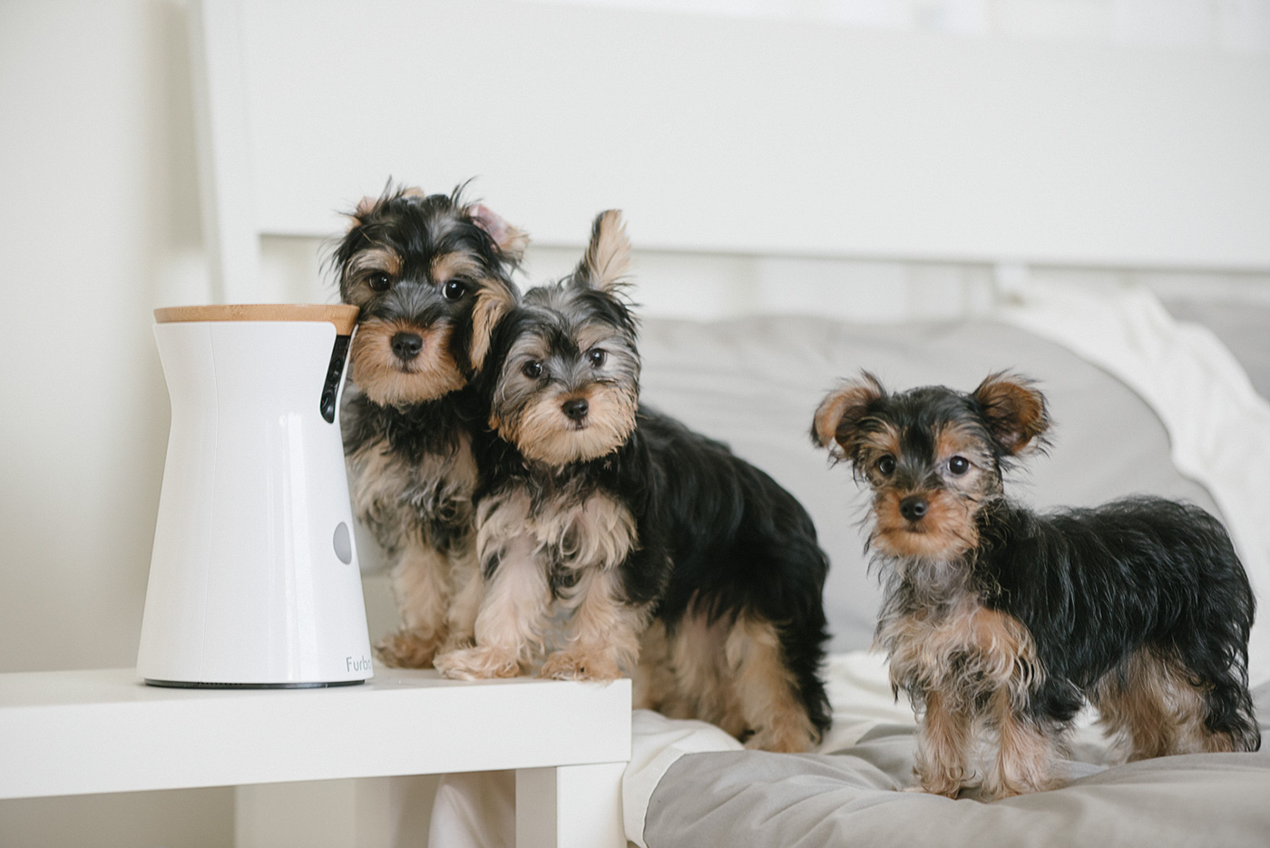 interactive，video camera，Pets，Furbo，Hey!Cheese，