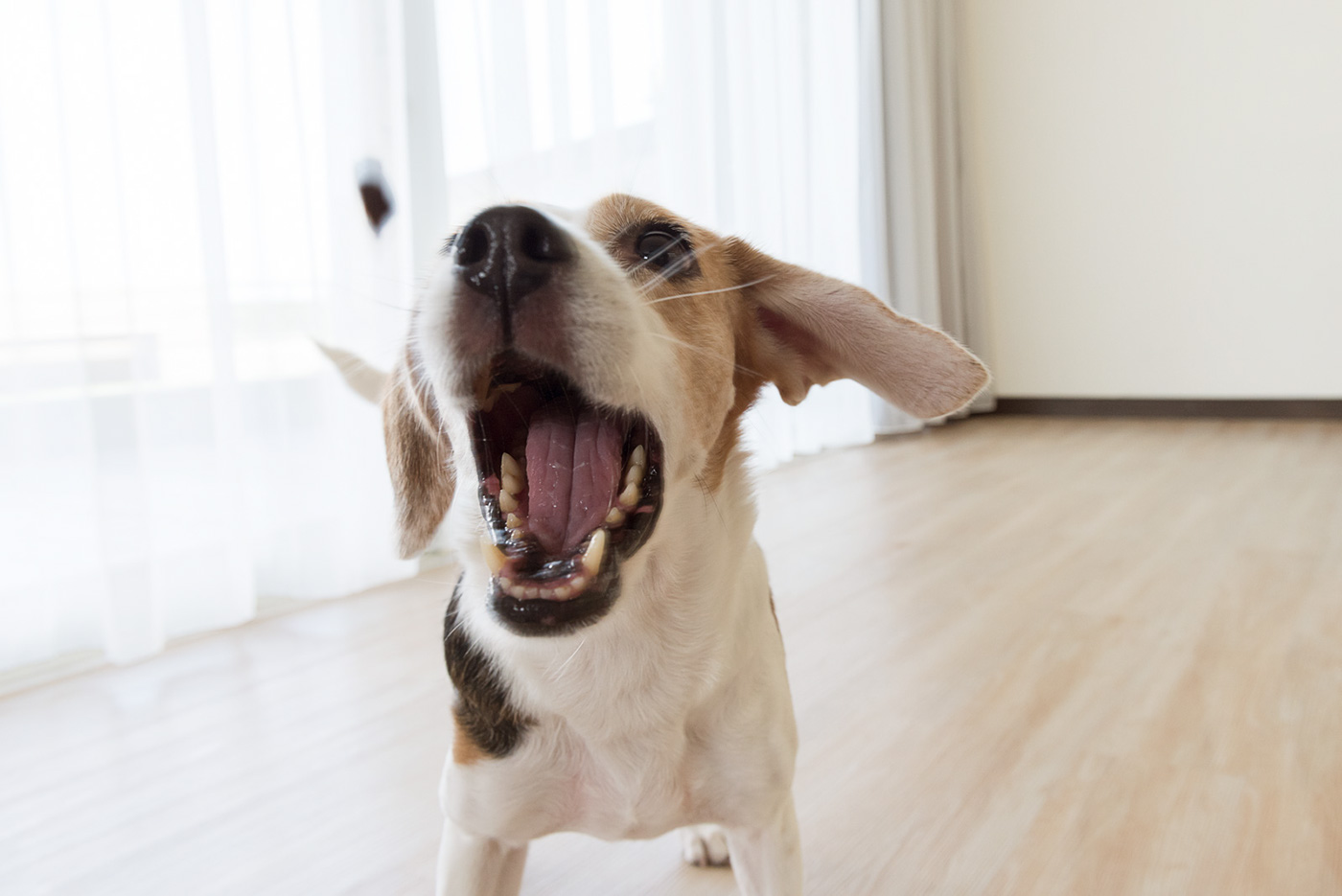 interactive，video camera，Pets，Furbo，Hey!Cheese，