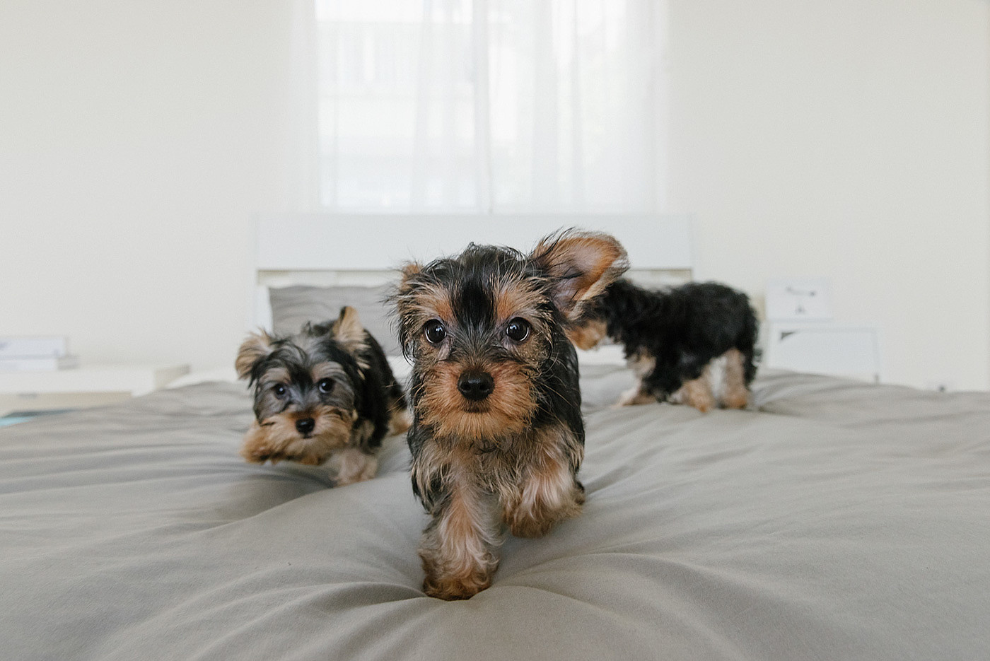 interactive，video camera，Pets，Furbo，Hey!Cheese，
