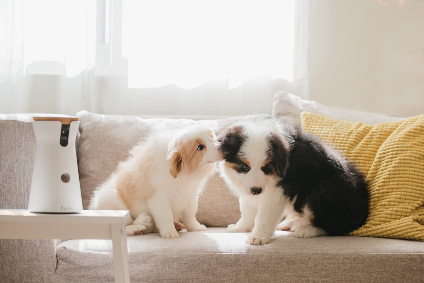 interactive，video camera，Pets，Furbo，Hey!Cheese，