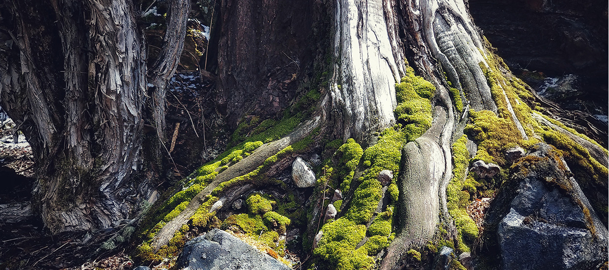 Meizu 15，wallpaper，Hotspot sharing，mobile phone，MESSAGE，