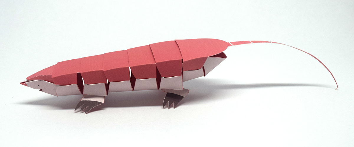 Interesting，armadillo，Origami，Pink Fairy，BEARS，