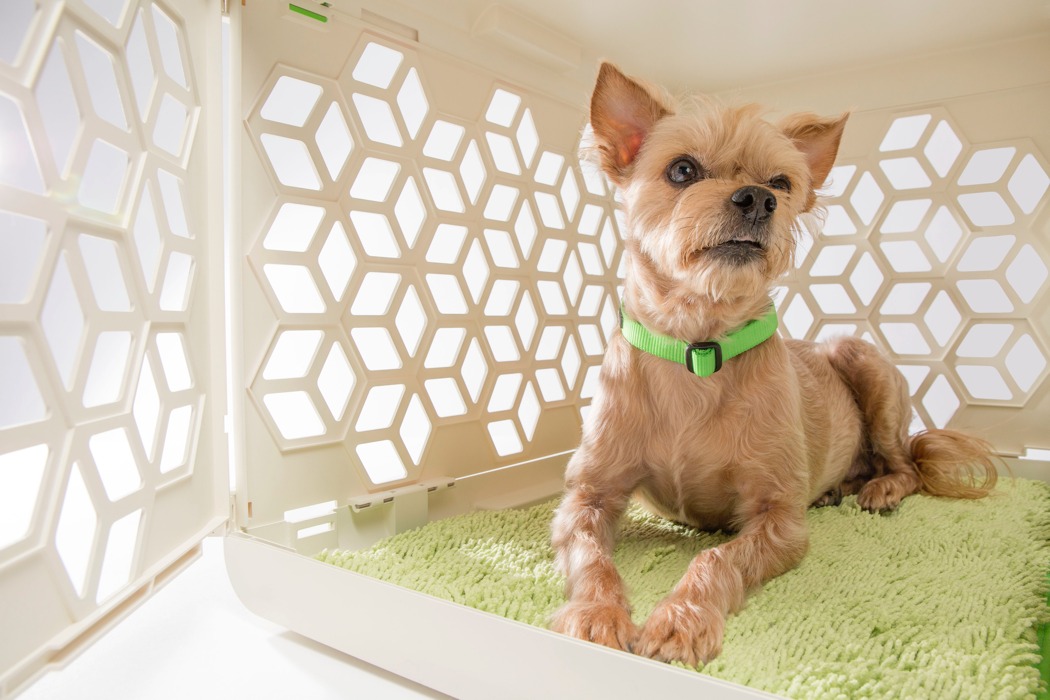 PAWD，kennel，Plastic，