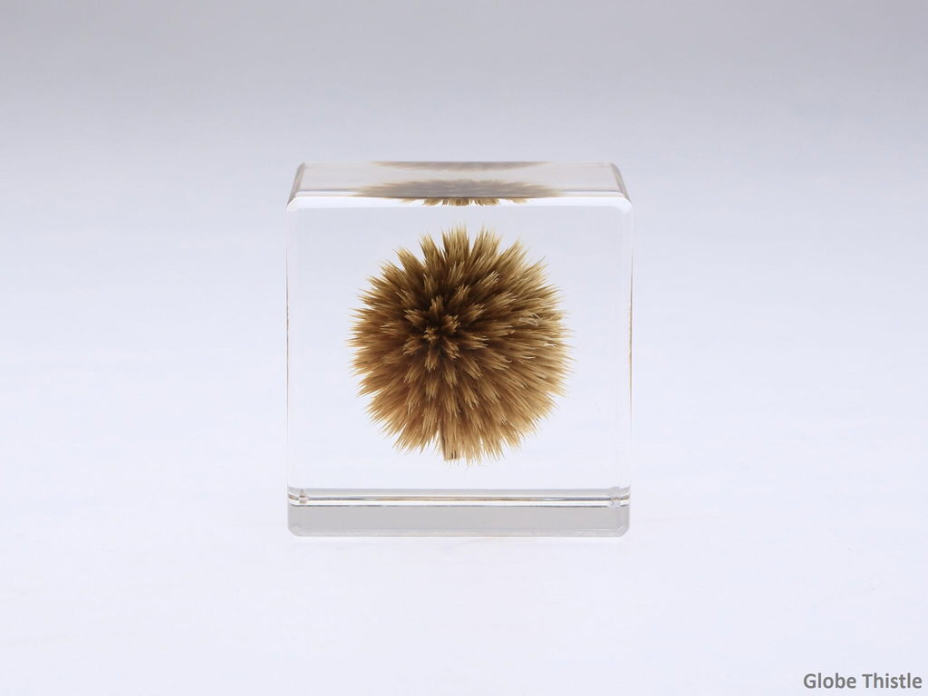 natural，Botany，Made in Japan，Sola Cube，