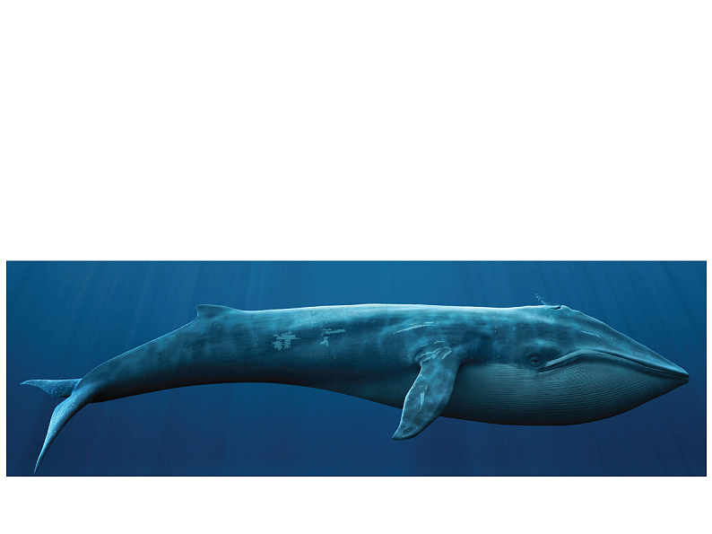 来源于鲸鱼外形，曲线优美，流畅，游乐设施，