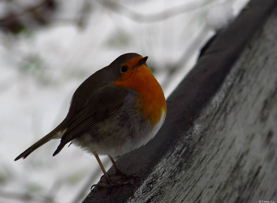 Bionics Design ，ceramics，tableware，