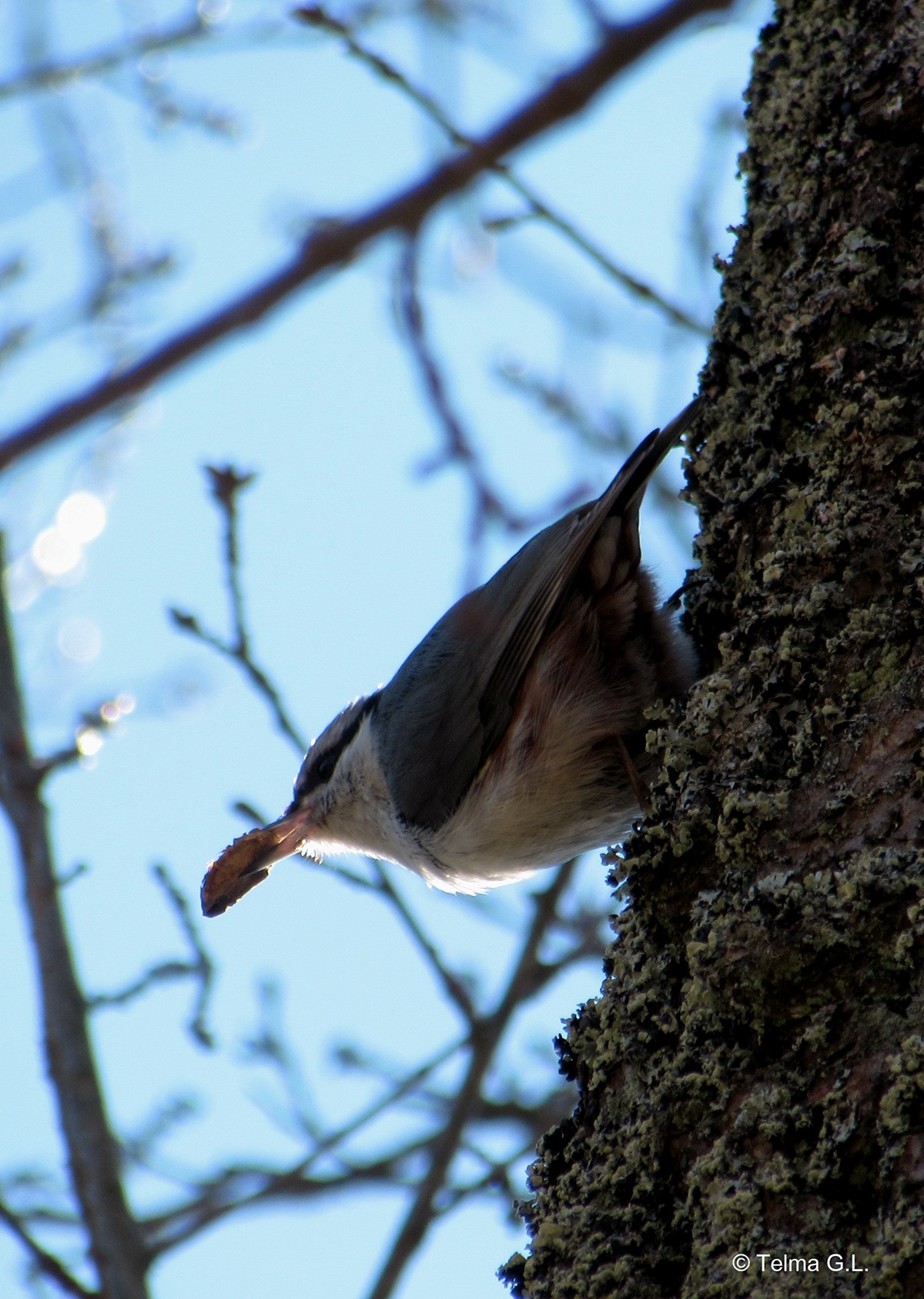 Bionics Design ，ceramics，tableware，