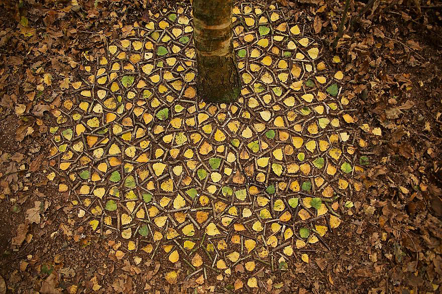 color，Gradual change，rivers，cobblestone，Bionics Design ，shell，Irregular graphics，stone，branch，leaf，nature，