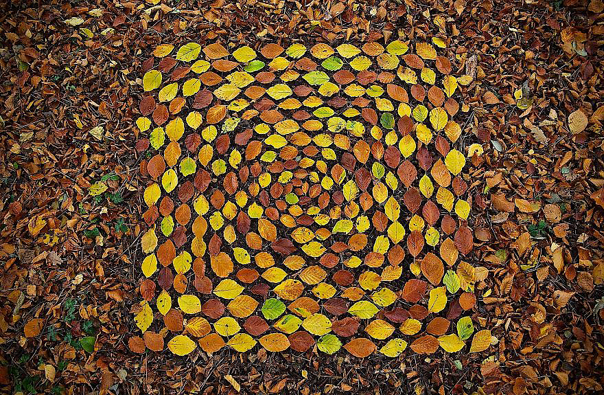 color，Gradual change，rivers，cobblestone，Bionics Design ，shell，Irregular graphics，stone，branch，leaf，nature，
