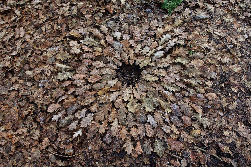 color，Gradual change，rivers，cobblestone，Bionics Design ，shell，Irregular graphics，stone，branch，leaf，nature，