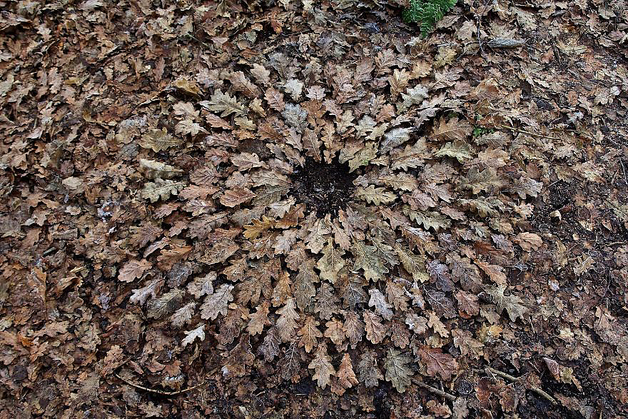 color，Gradual change，rivers，cobblestone，Bionics Design ，shell，Irregular graphics，stone，branch，leaf，nature，