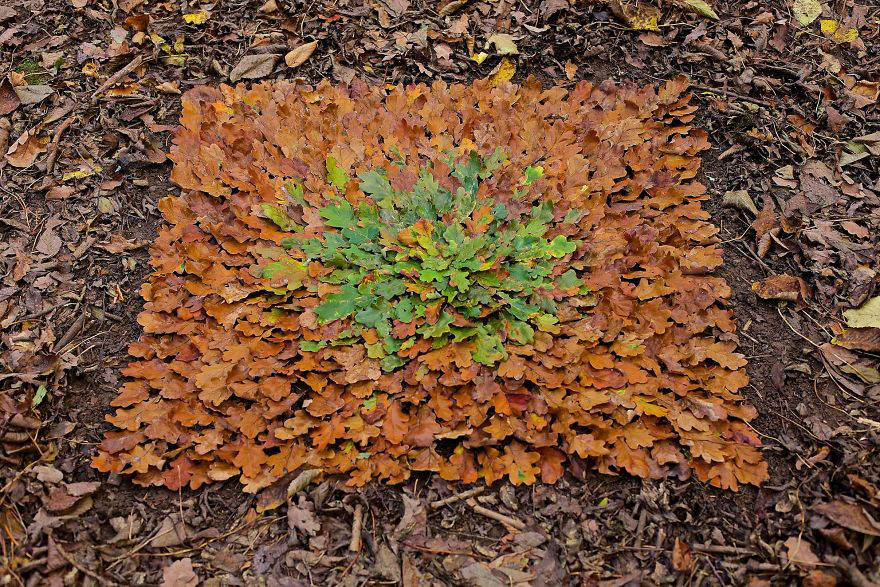 color，Gradual change，rivers，cobblestone，Bionics Design ，shell，Irregular graphics，stone，branch，leaf，nature，