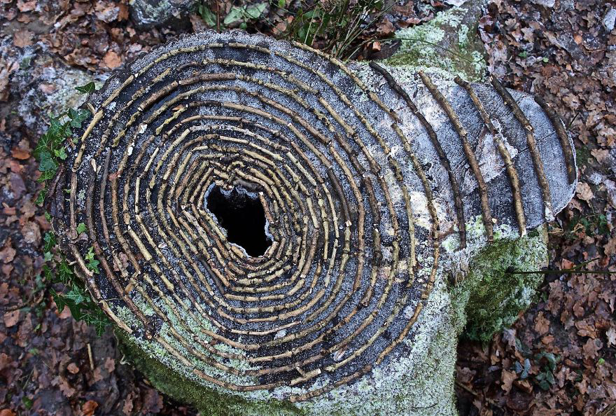 color，Gradual change，rivers，cobblestone，Bionics Design ，shell，Irregular graphics，stone，branch，leaf，nature，