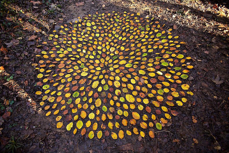 color，Gradual change，rivers，cobblestone，Bionics Design ，shell，Irregular graphics，stone，branch，leaf，nature，