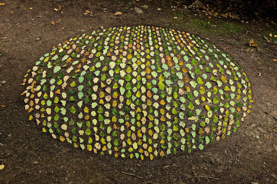 color，Gradual change，rivers，cobblestone，Bionics Design ，shell，Irregular graphics，stone，branch，leaf，nature，