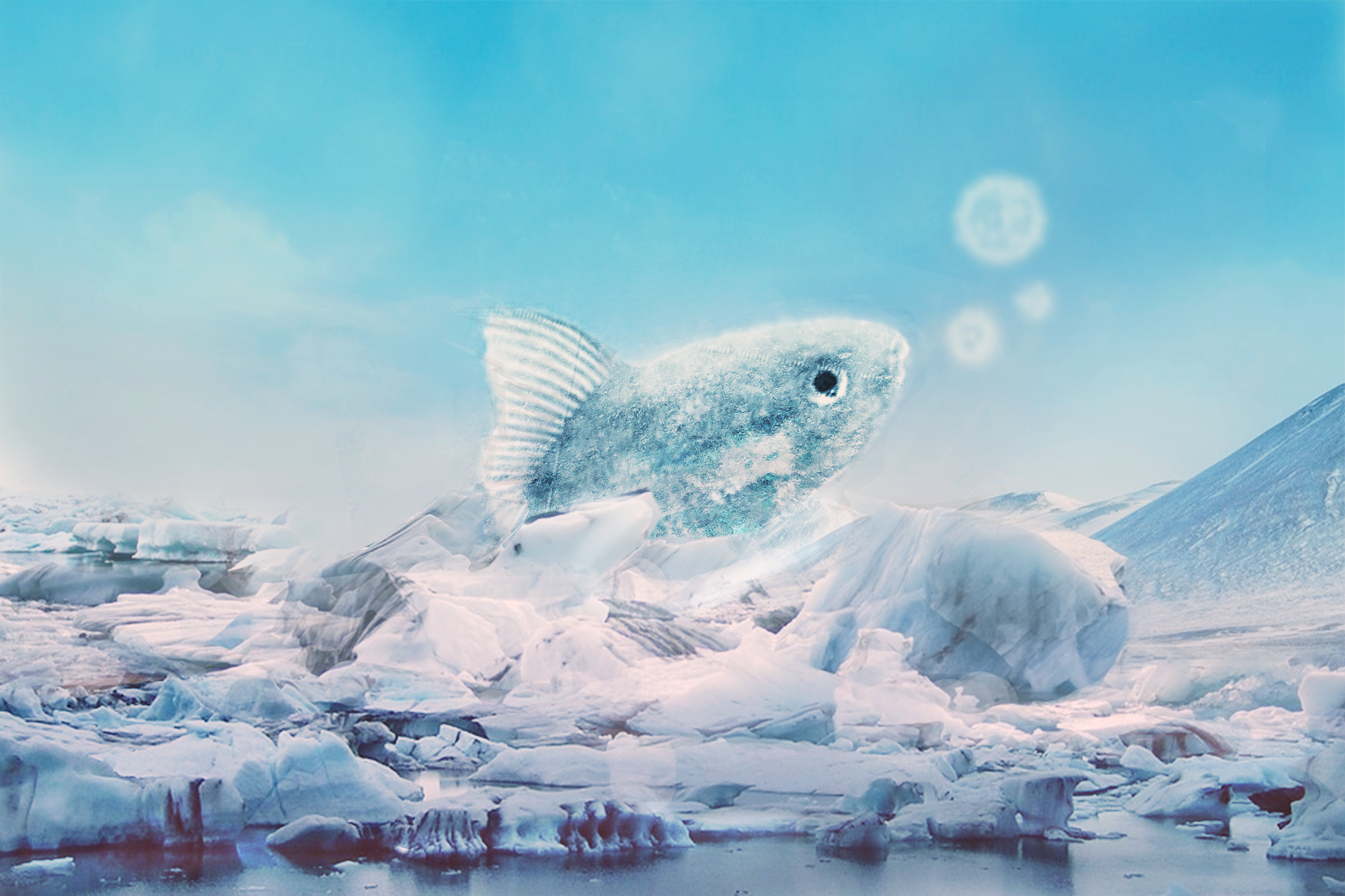 Goldfish in the iceberg，