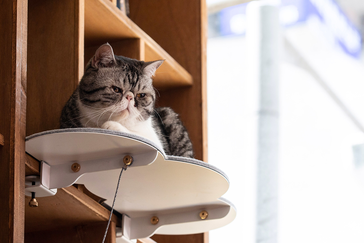Catssup，Modular design，furniture，Pet furniture，Pet home，