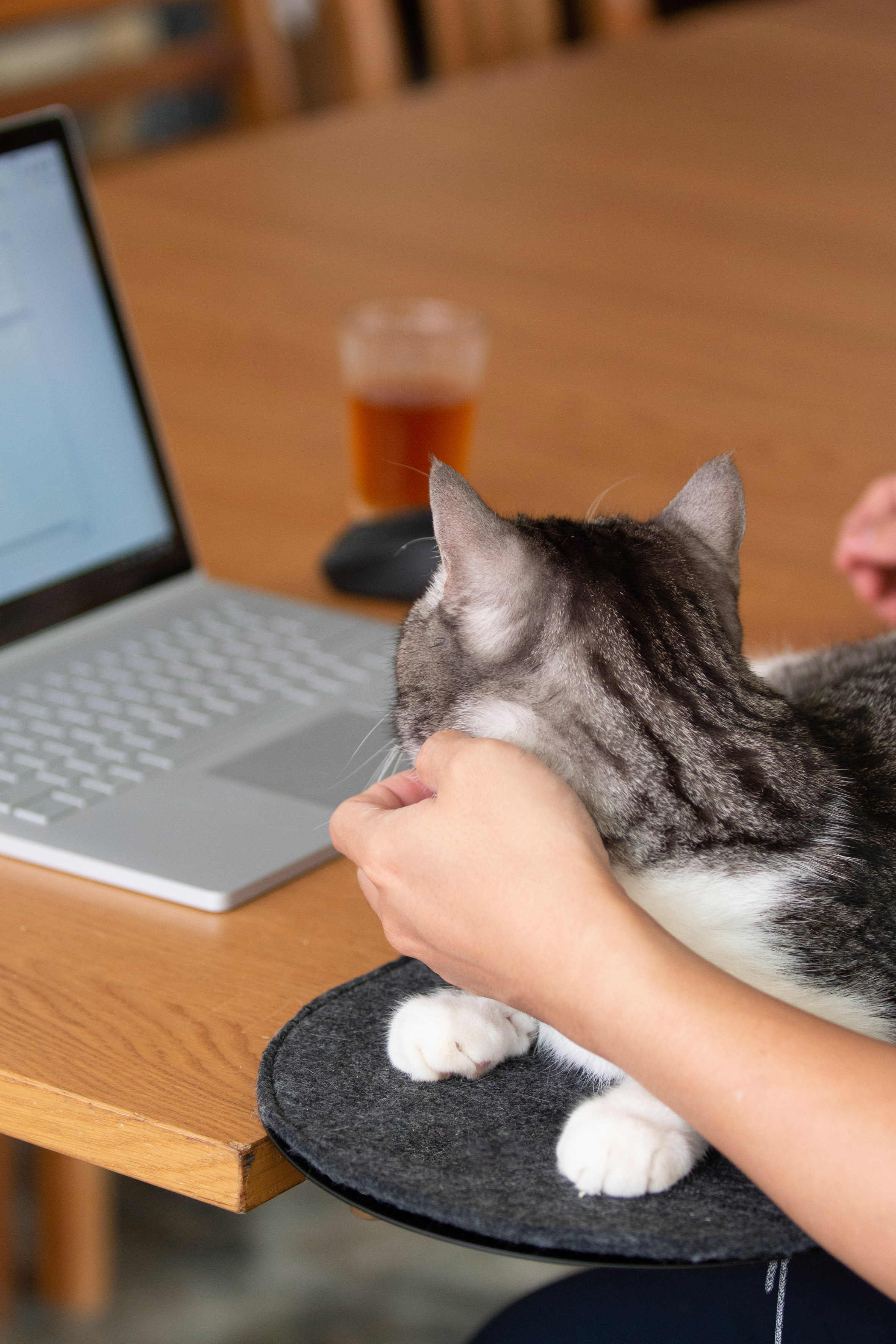 Catssup，Modular design，furniture，Pet furniture，Pet home，