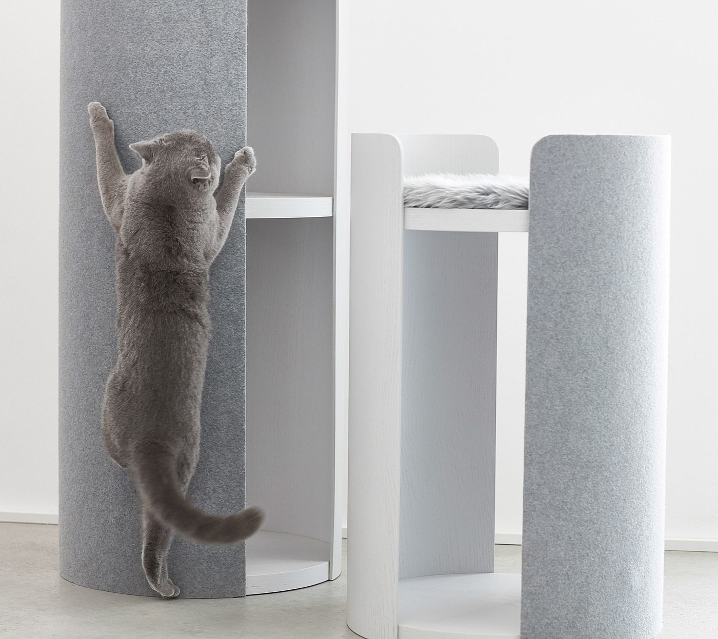 Slide，play，Pets，Kitty，