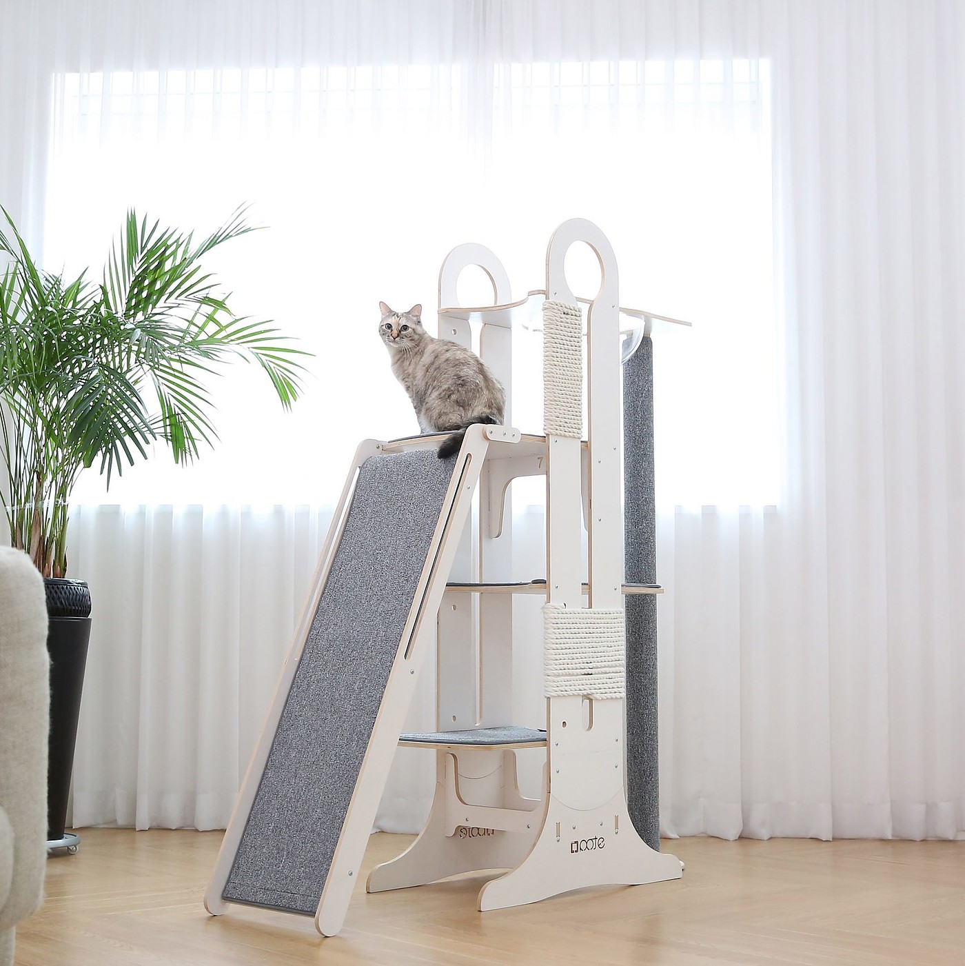 Slide，play，Pets，Kitty，
