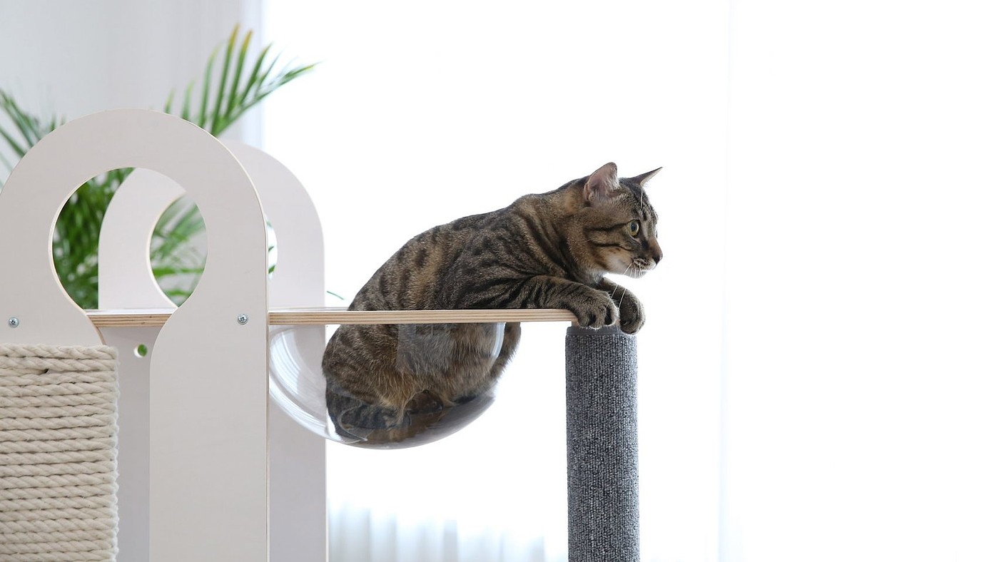 Slide，play，Pets，Kitty，