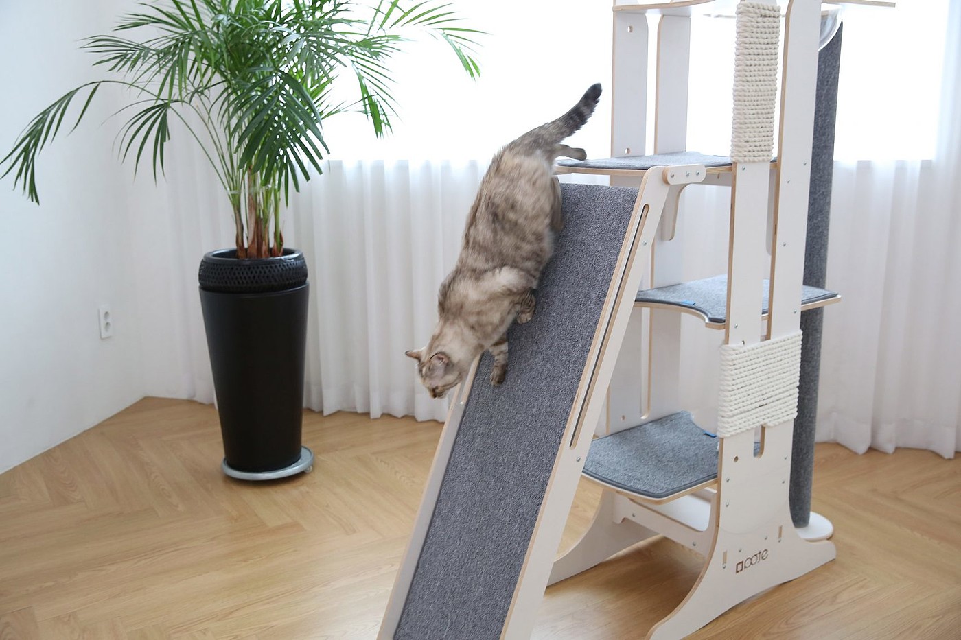 Slide，play，Pets，Kitty，