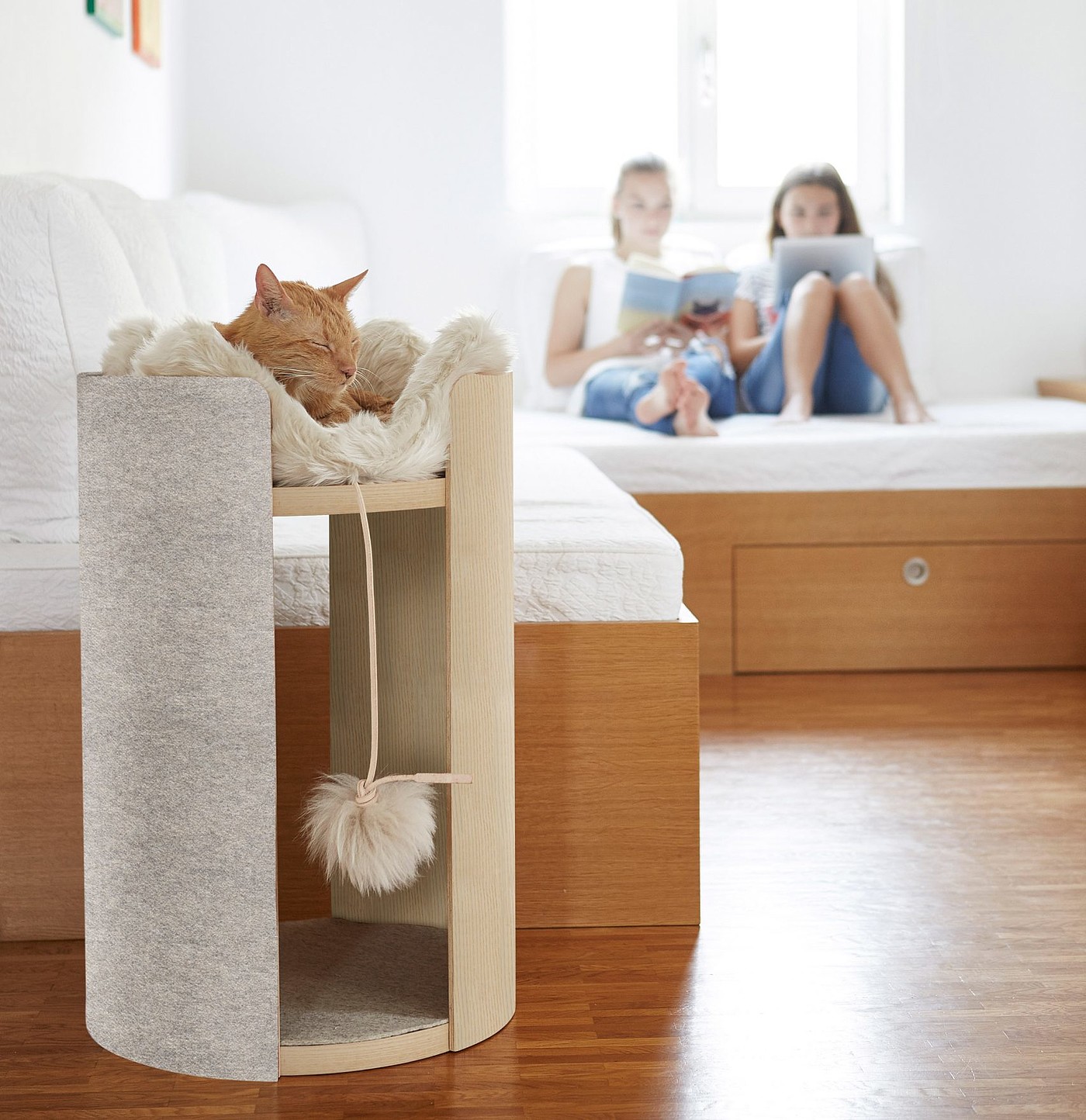 Slide，play，Pets，Kitty，