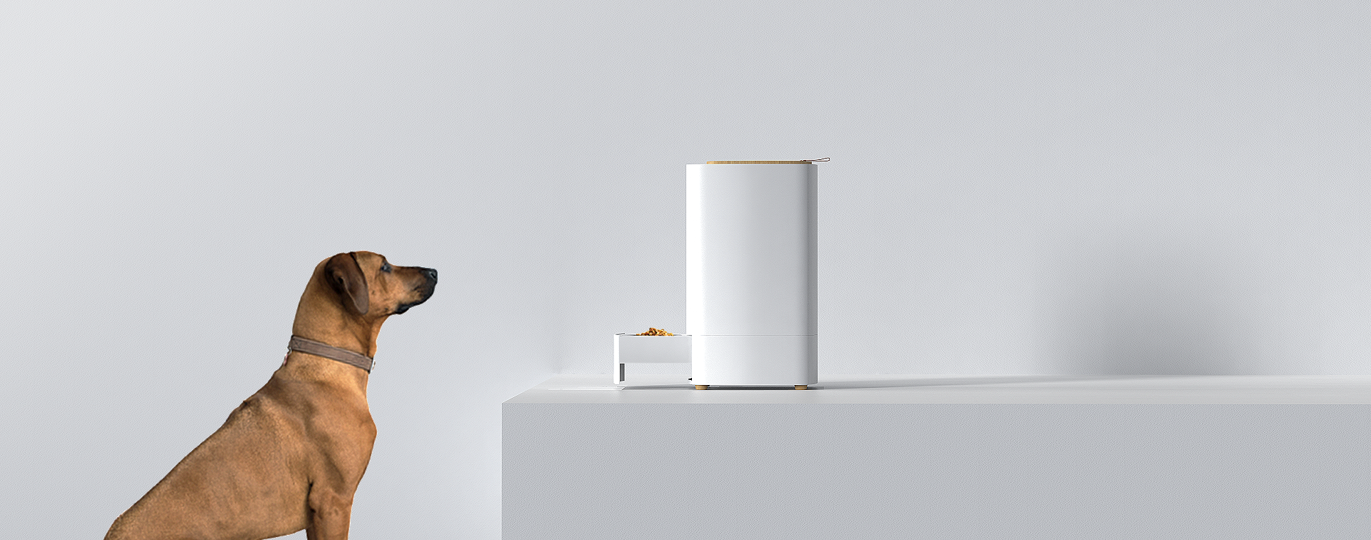 white，Intelligent pet feeder，PET-it，Pet Supplies & Pet，pet dog，