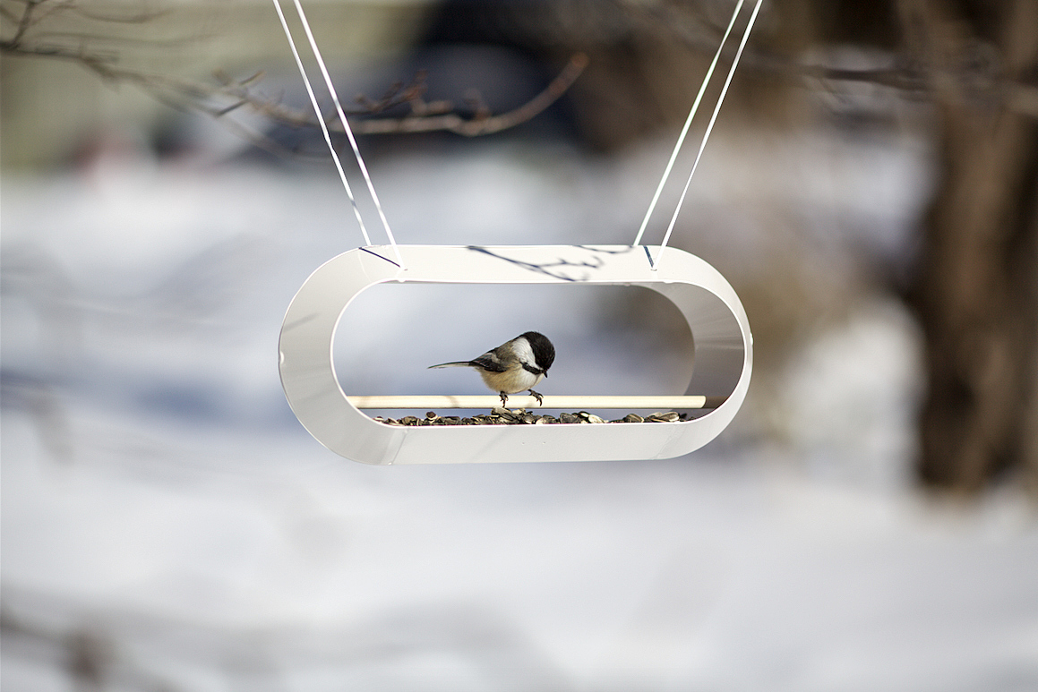 outdoors，Feeder，bird feede，frame，Bird，