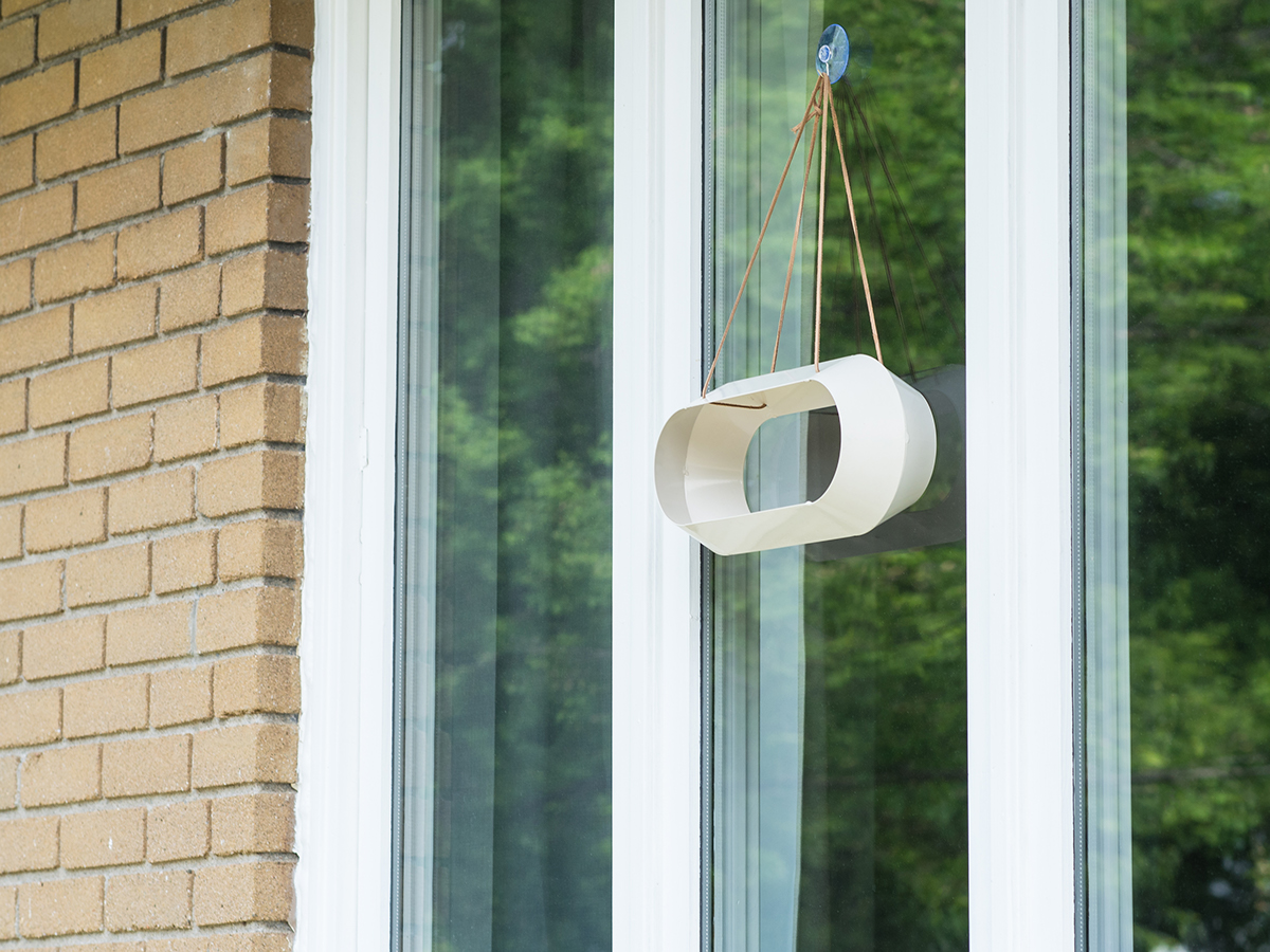 outdoors，Feeder，bird feede，frame，Bird，