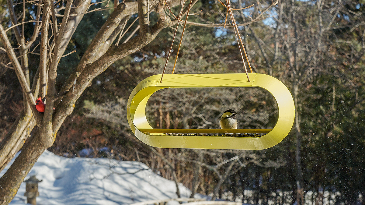 outdoors，Feeder，bird feede，frame，Bird，