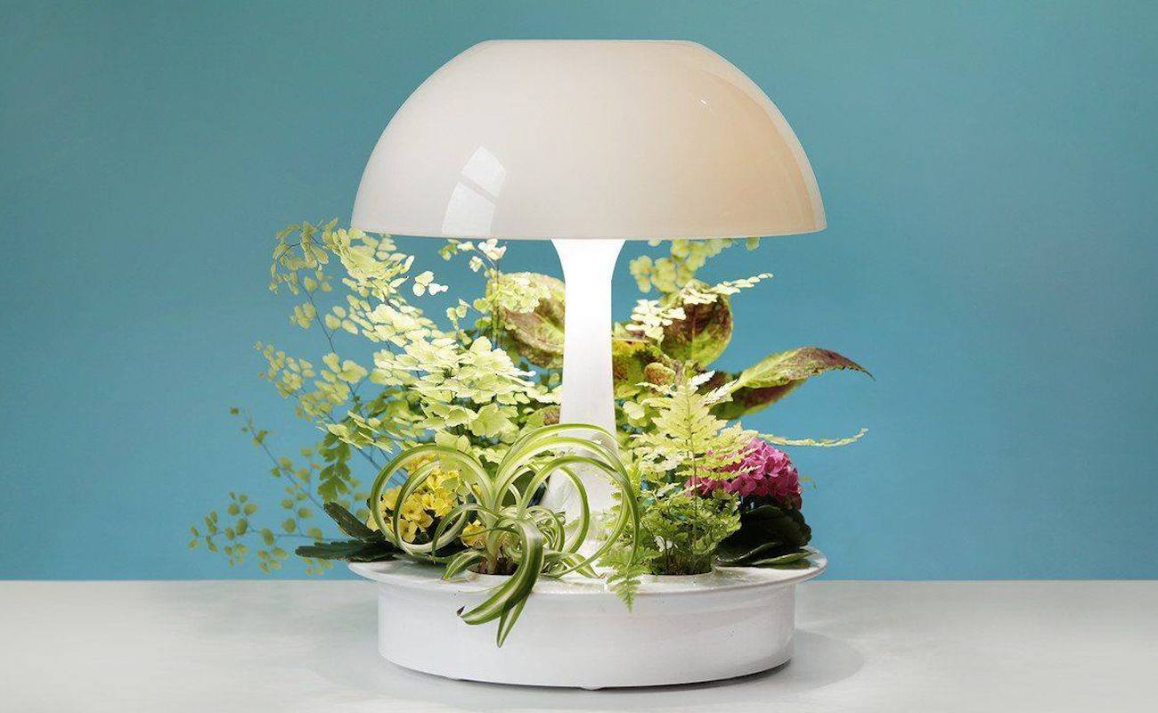 led，Environment，white，Hydroponic culture，Botany，lighting，Desk lamp，