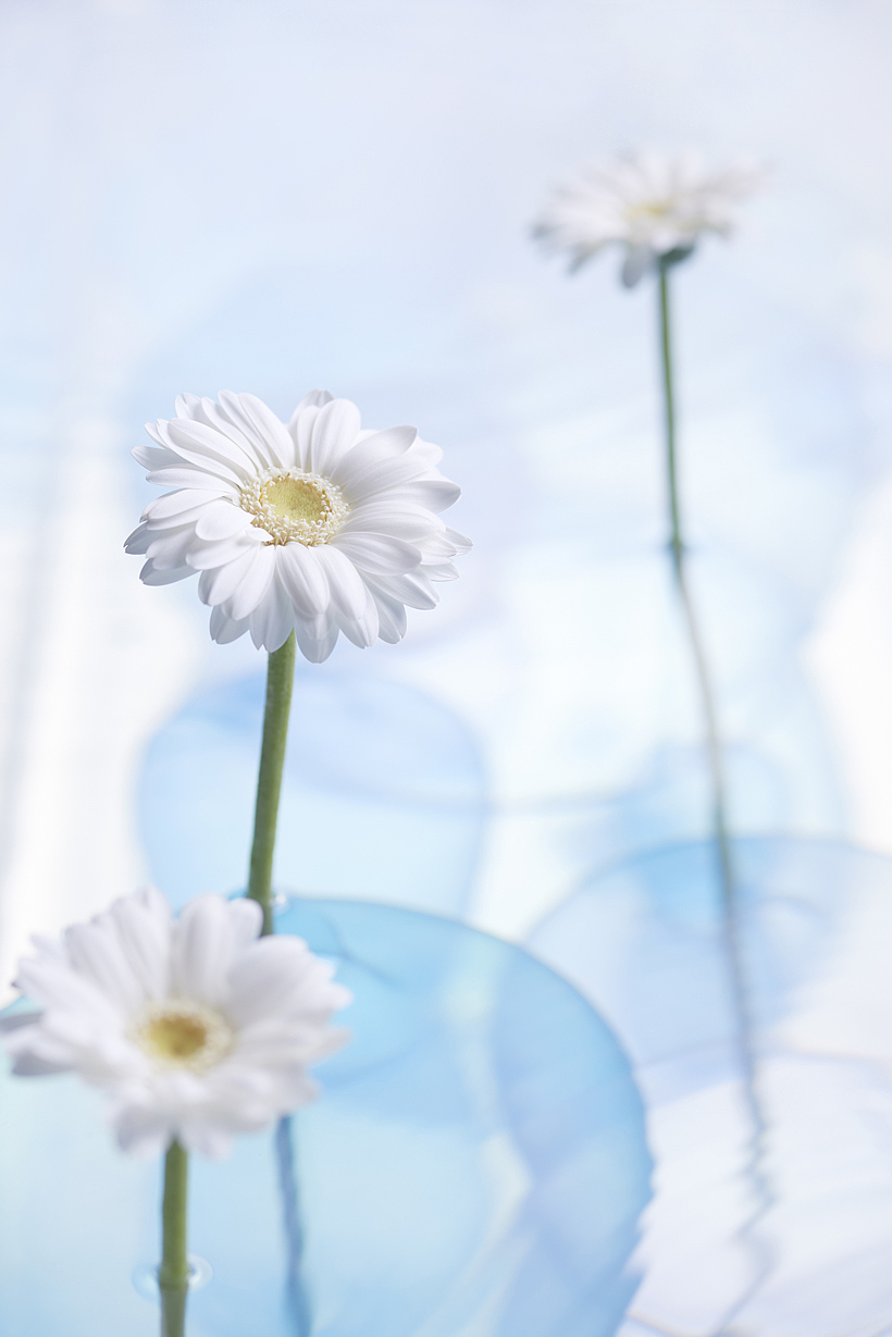 vase，