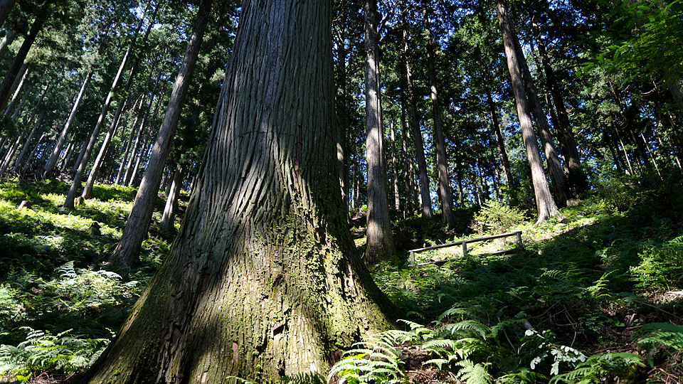 Cedar，请酒器，YOSHINO，