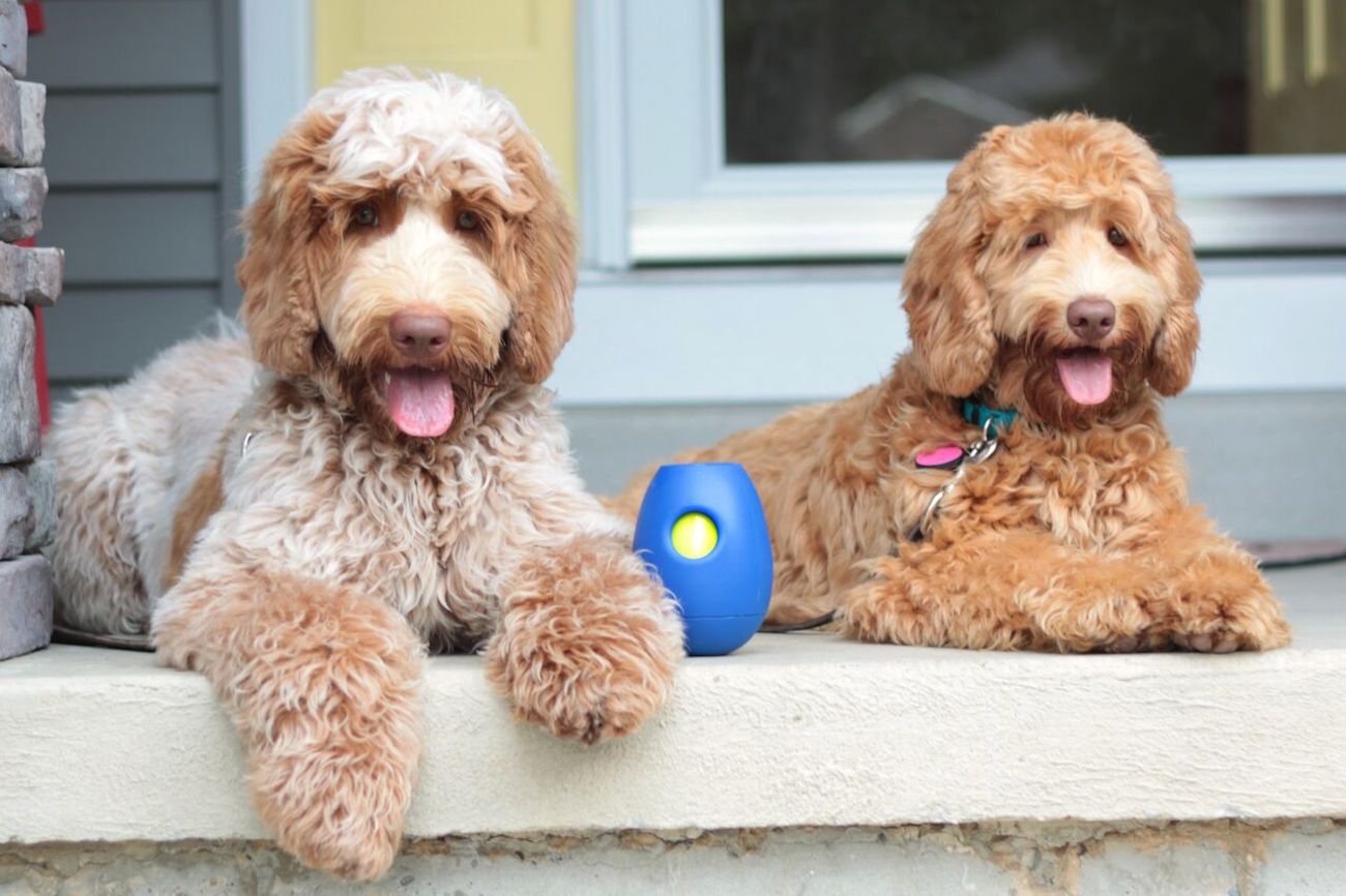 Tikr，Pet toys，Snack toys，