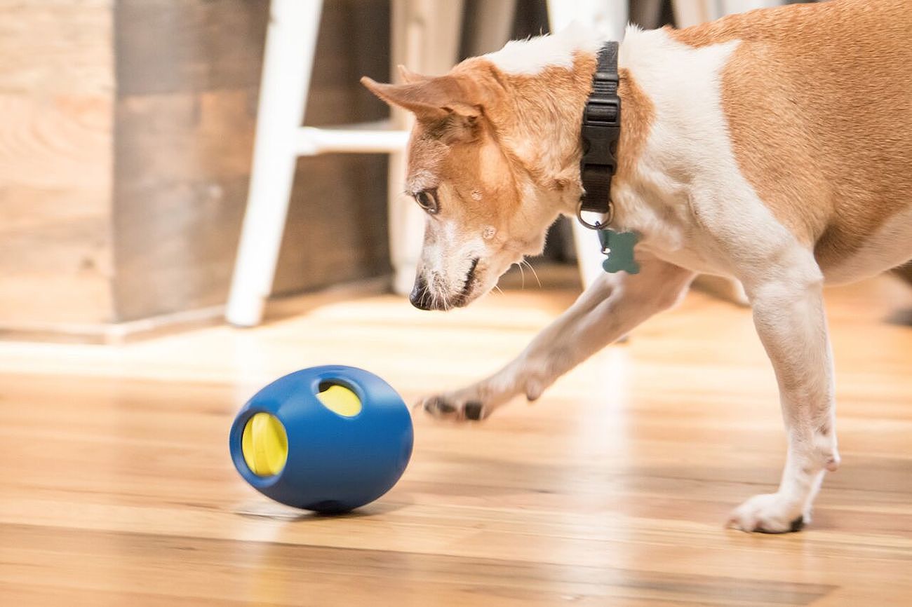 Tikr，Pet toys，Snack toys，