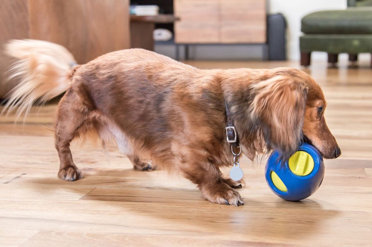 Tikr，Pet toys，Snack toys，