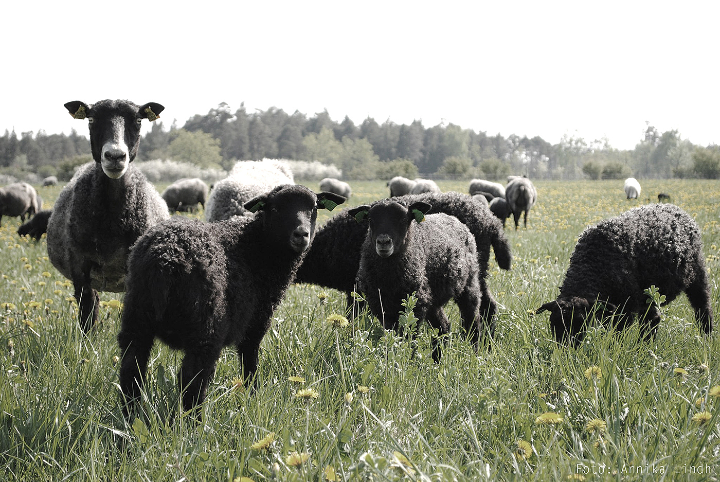 黑羊，凳子，BLACK SHEEP，