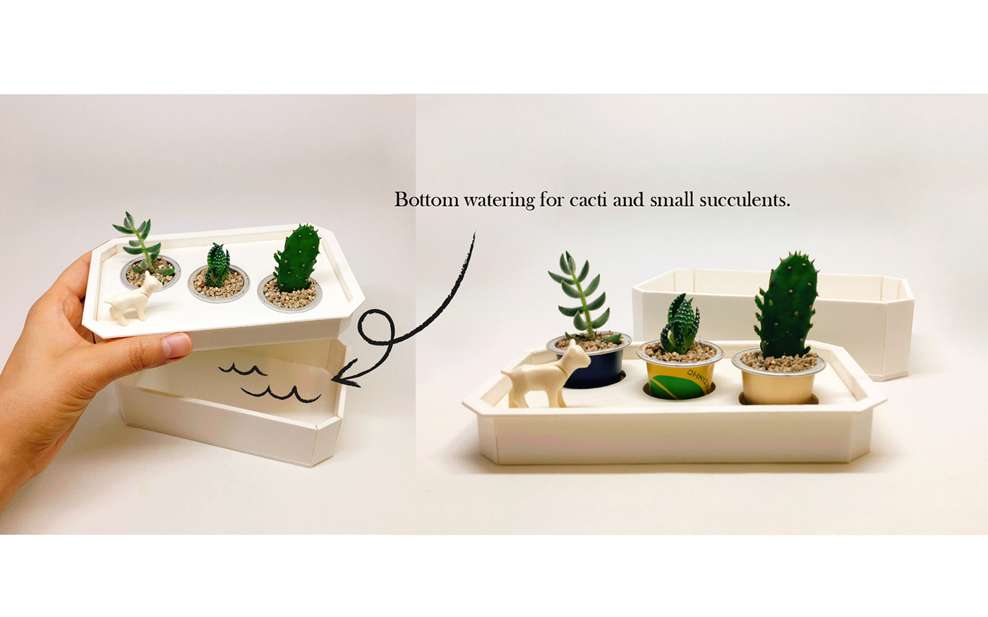 Neverland plant，Succulent plants，plant，Kit，Peter Pan，