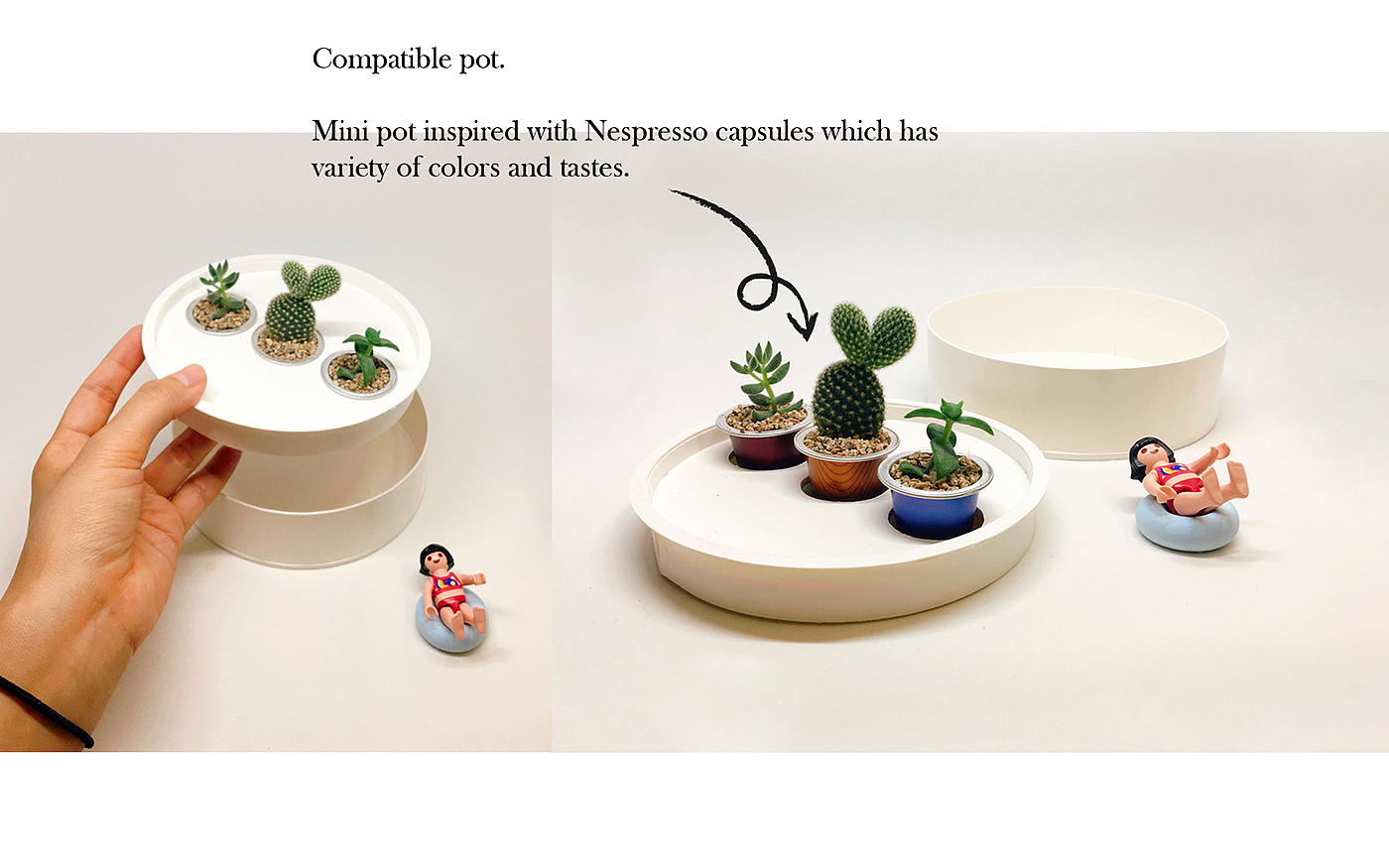 Neverland plant，Succulent plants，plant，Kit，Peter Pan，