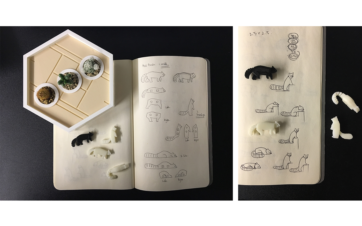 Neverland plant，Succulent plants，plant，Kit，Peter Pan，