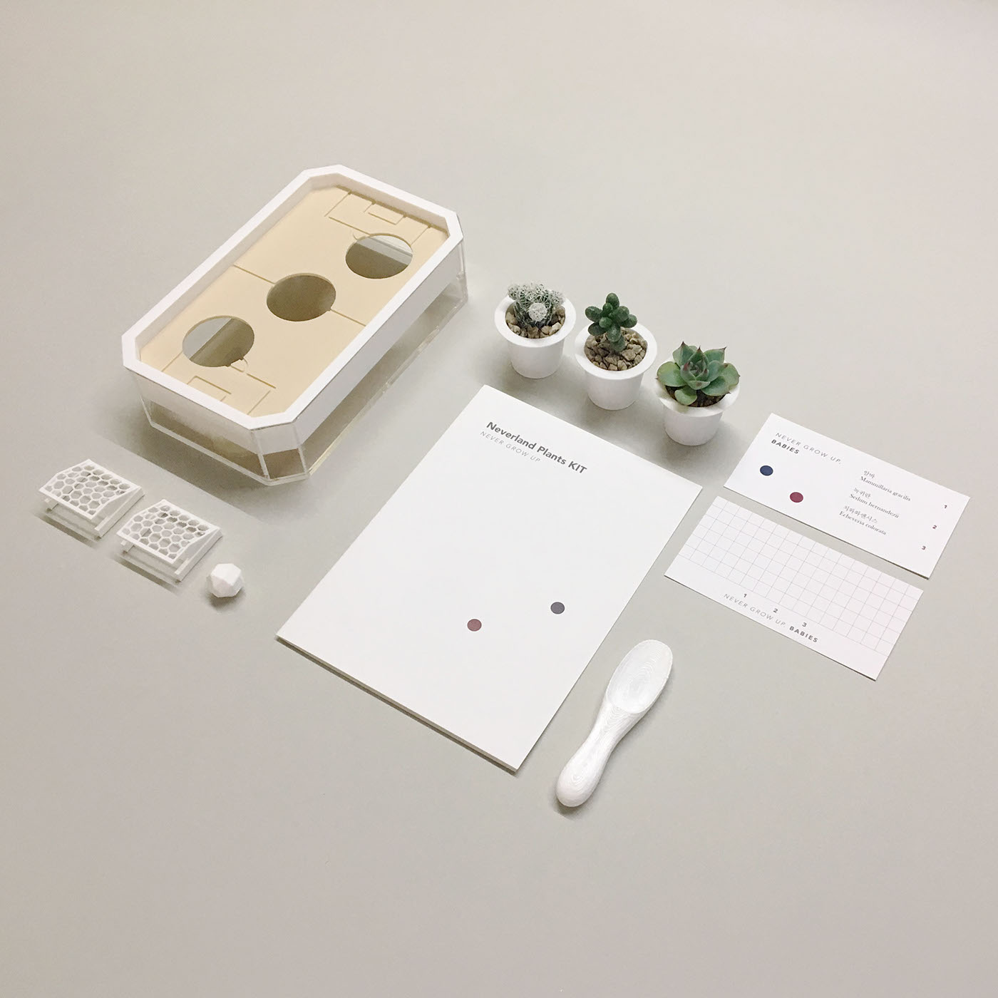 Neverland plant，Succulent plants，plant，Kit，Peter Pan，